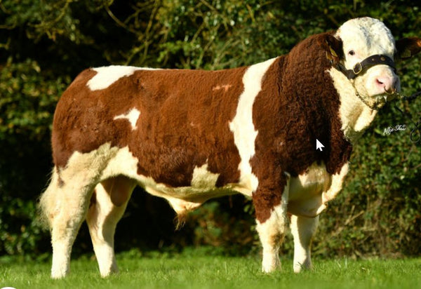 CLONAGH LONGSHOT P, stamb. nr. 50839