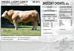 VINGEGAARD LUCKY LUKE P, Stb. nr. 50840