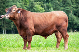 HEROS RED, rød Aberdeen Angus-tyr fra Tjekkiet, set fra siden på græs