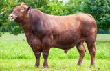 HALCO RED, rød Aberdeen Angus-tyr fra Tjekkiet, set fra siden på græs