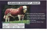 Curaheen Gunshot P, stambogsnr.: 50760