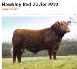 Red Hawkley Zavier stb. 58938