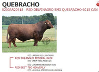 Red Delfinagro, stambogsnummer 58981